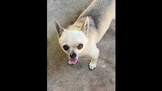 Rat dog vs laser