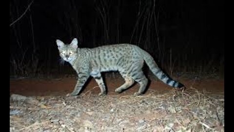 Colors of jungle cats