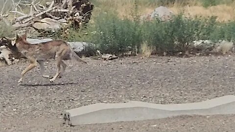 Coyotes at Lake Powell