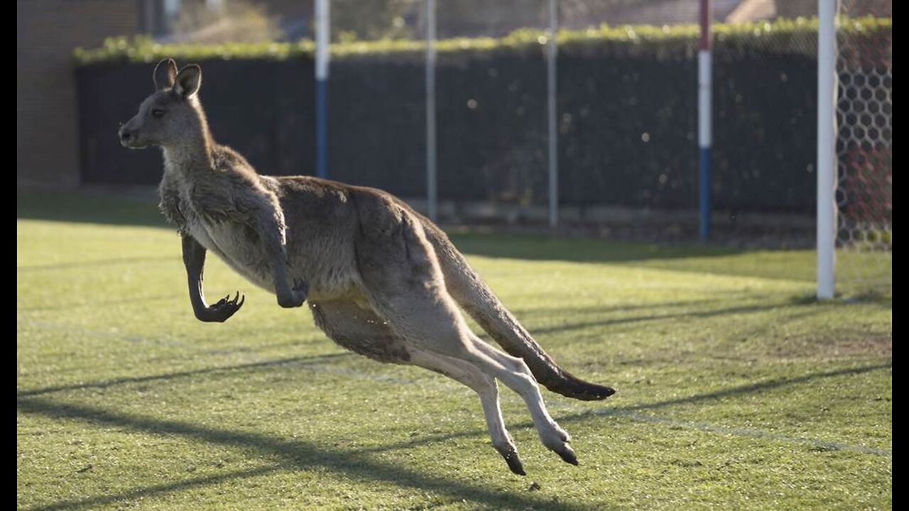 Texas Police Officers Hop to the Rescue When Kangaroos Escape From Their Home