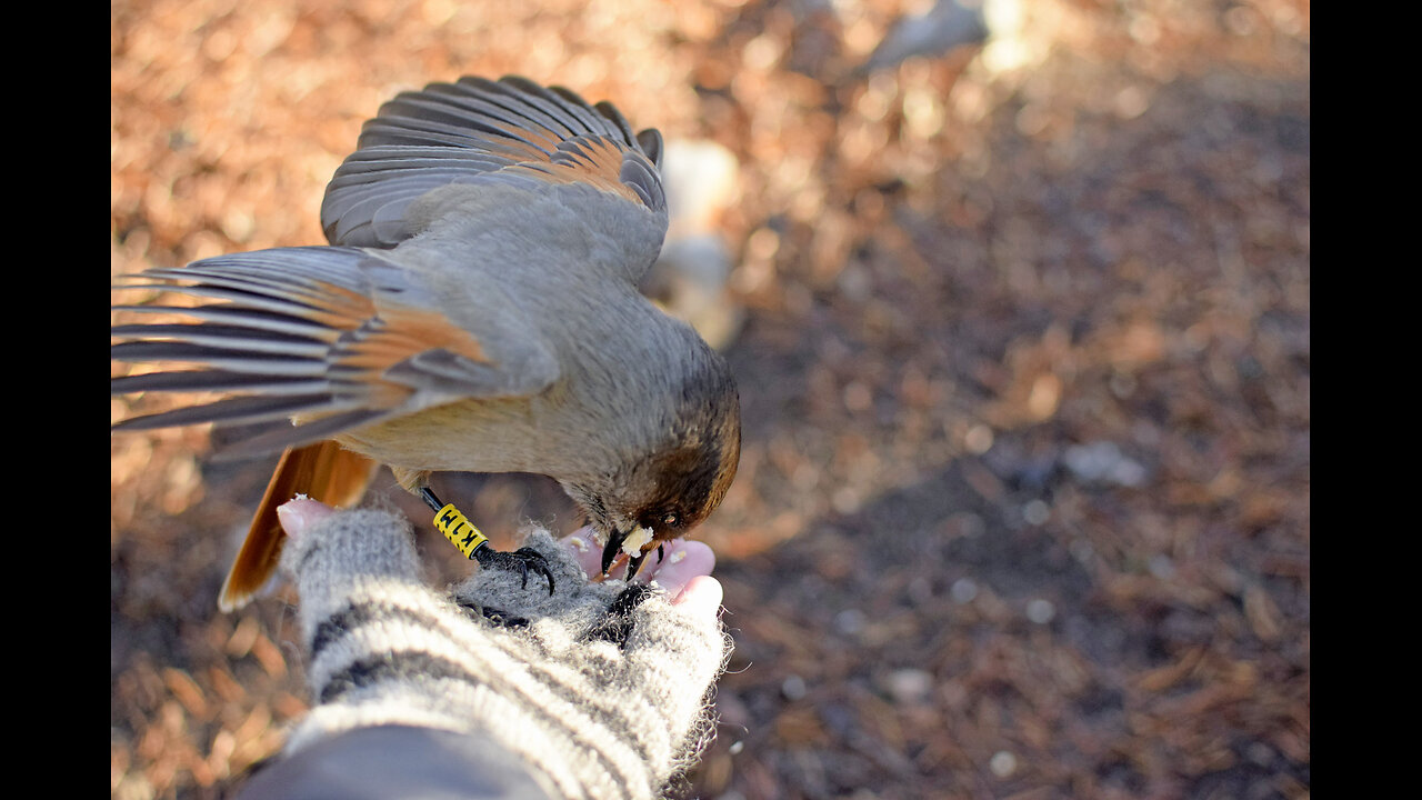 "The siberian jay". | Cute amezing birds... #63