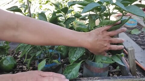How I grow my Grocery Store bought Bell peppers