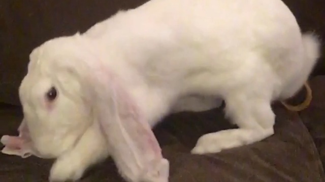 Bunny vs Slinky