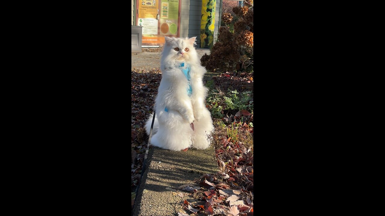 Cat Standing Up