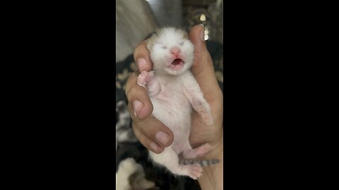 #CatFrenzy, #PurrfectBattles, #RumbleCats, #ClawsOut, #KittyCombat, #FelineFightClub, #PawsomeRumble