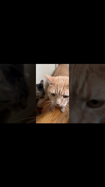 He loves the face forehead rubs