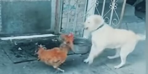 Chickens vs dogs - funny animal videos