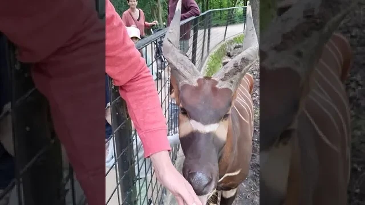 Petting a Bongo, nice experience friendly animals. Bongo aaien, lief dier