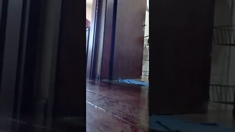 dog , shorts