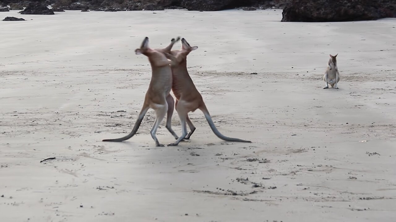 Wallaby Fight on the beach of Cape Hillsborough, Australia