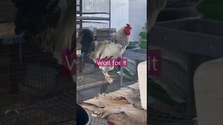 Rudy the Rooster says Good Morning! #rooster #chicken