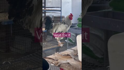 Rudy the Rooster says Good Morning! #rooster #chicken