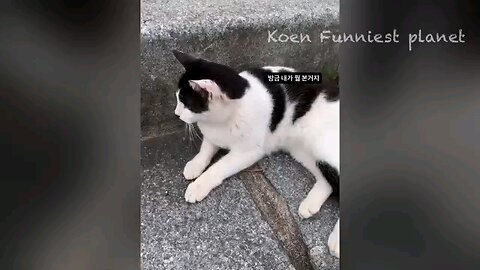 funny animals