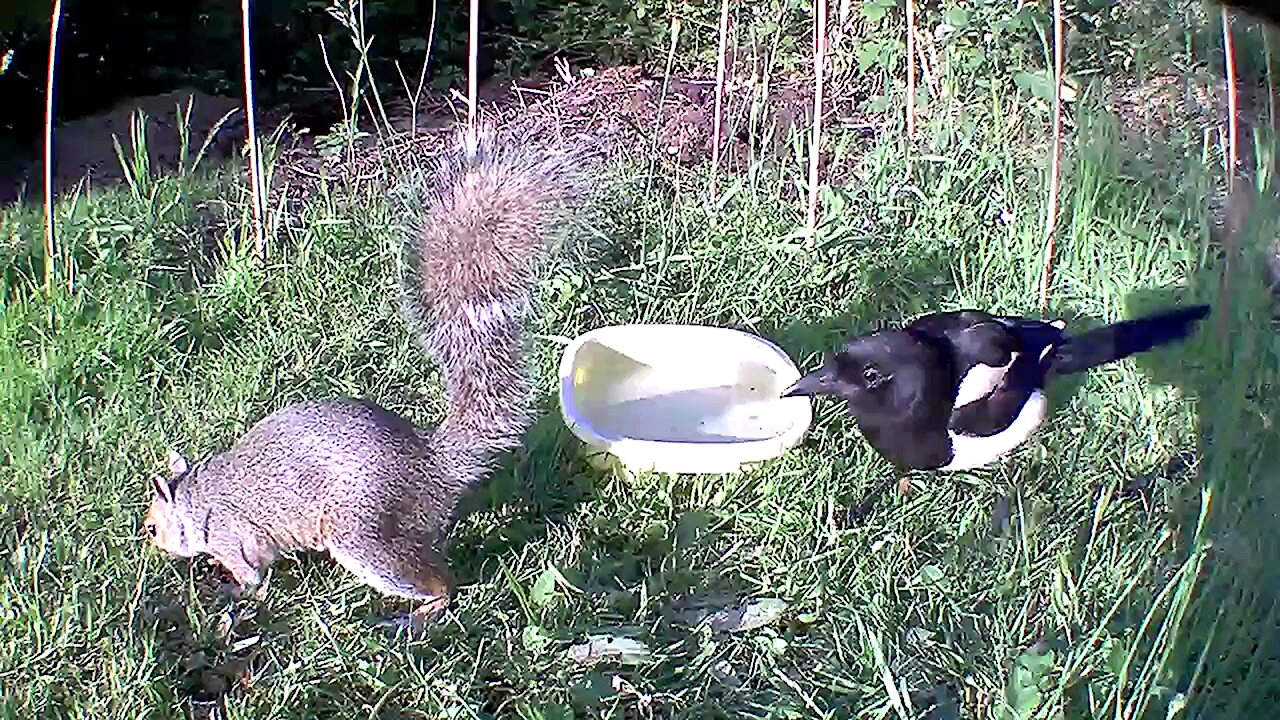 Magpie poking squirrel in the butt