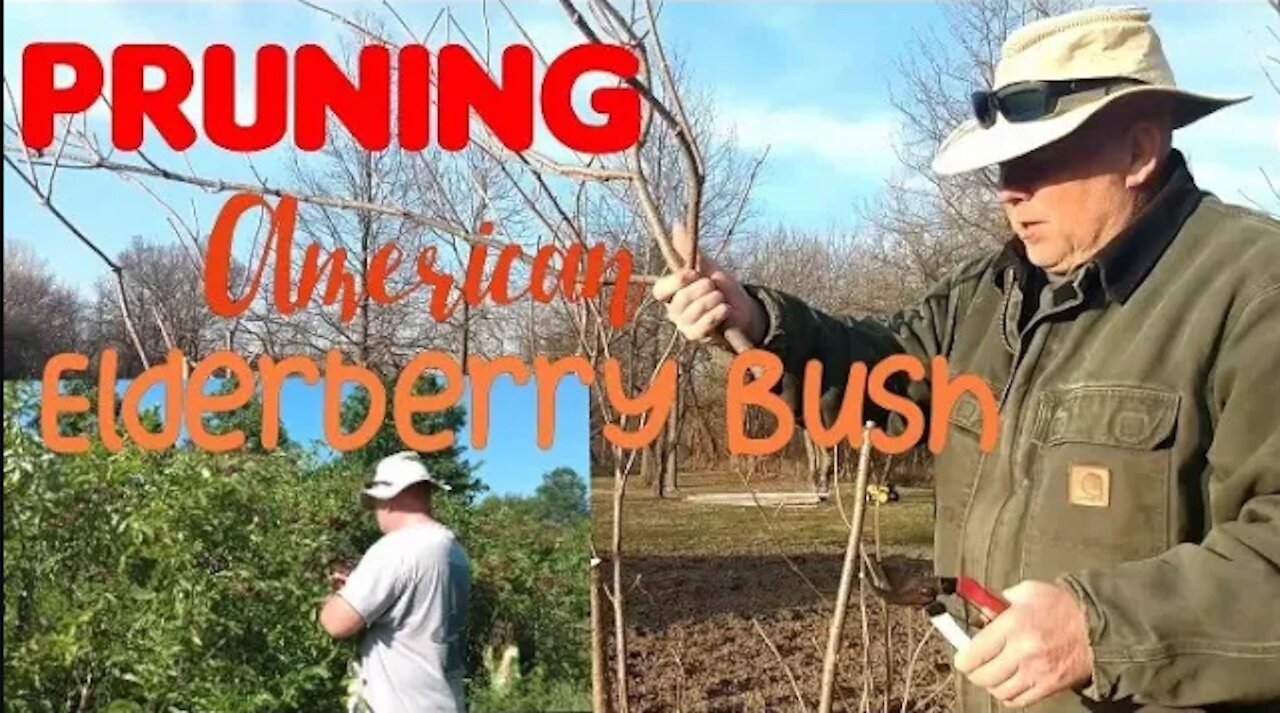 HOW TO PRUNE AMERICAN ELDERBERRY BUSHES