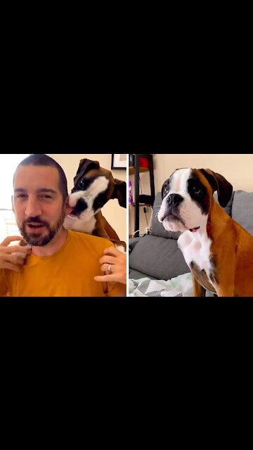 Ever seen a boxer puppy backpack infomercial?