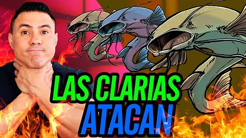 😂 Las Clarias atacan 😂