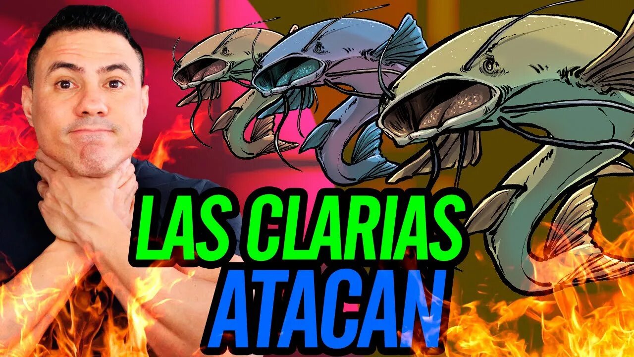 😂 Las Clarias atacan 😂