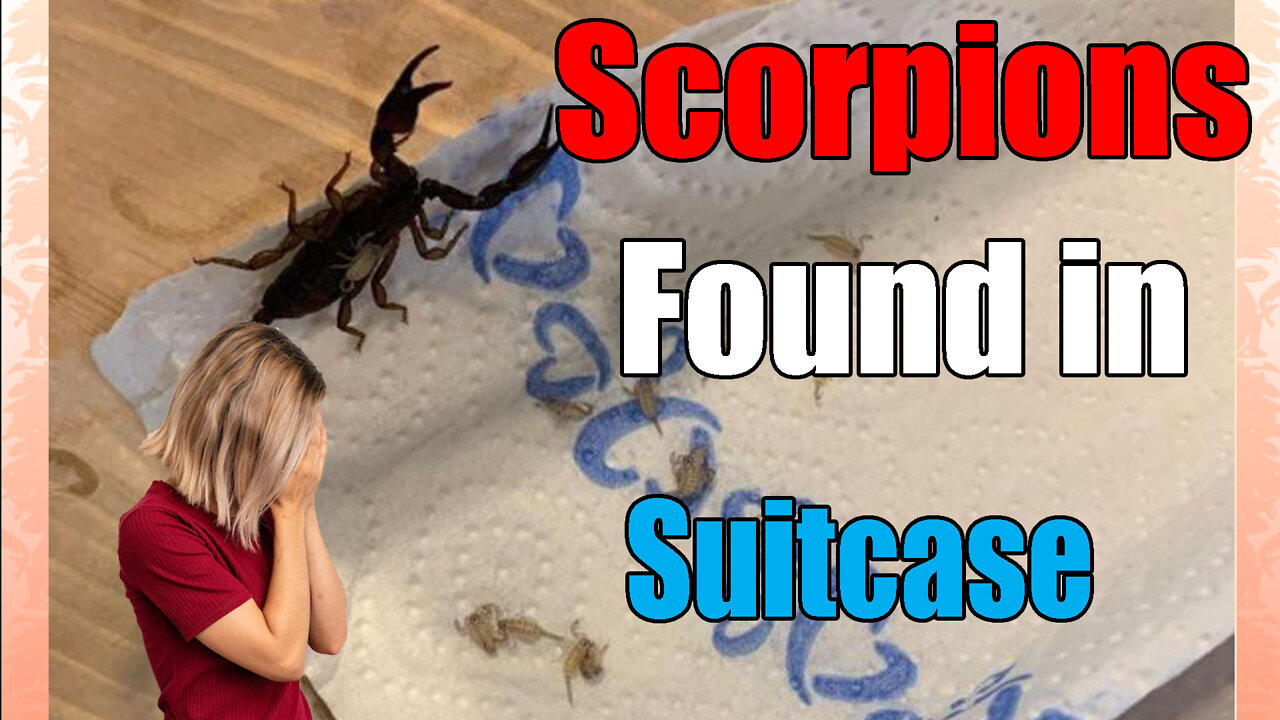 18 Scorpions🦂 Found in Woman's Suitcase