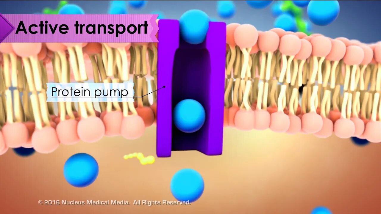 Overview of Cell Transport