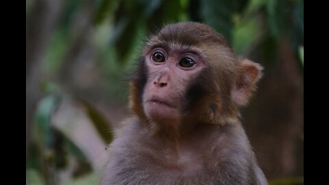 Cute monkey eating