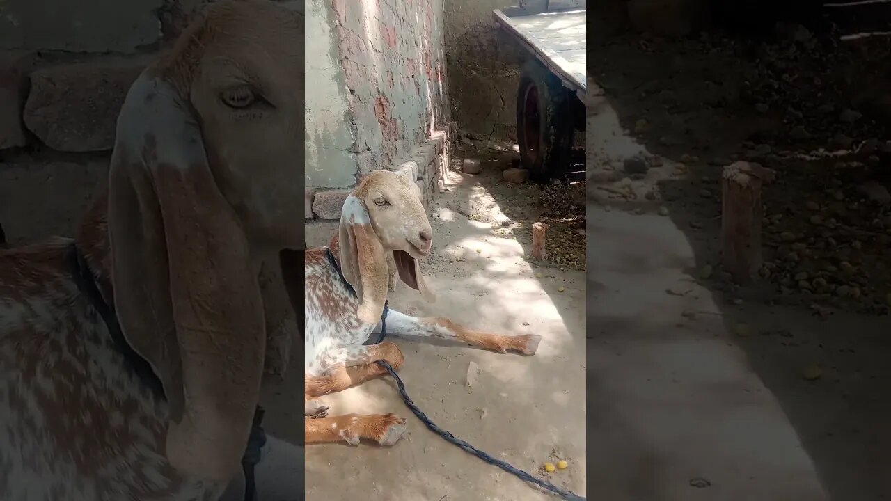 Ya Allah hu ya Rehman🙏🏻💯❤🌹🙏🏻🤔