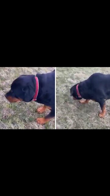 Rottweiler prefers to snack on wild dandelions