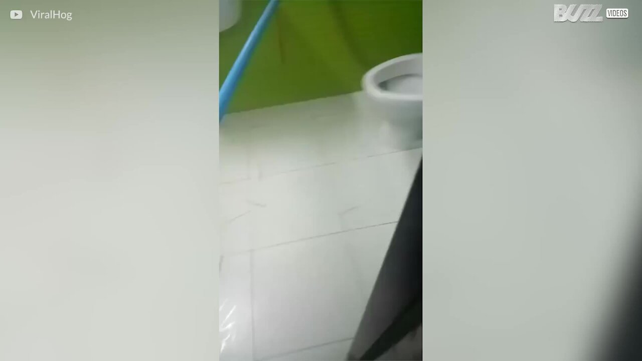 Skræmmende øjeblik hvor en slange bliver fundet i toilettet!