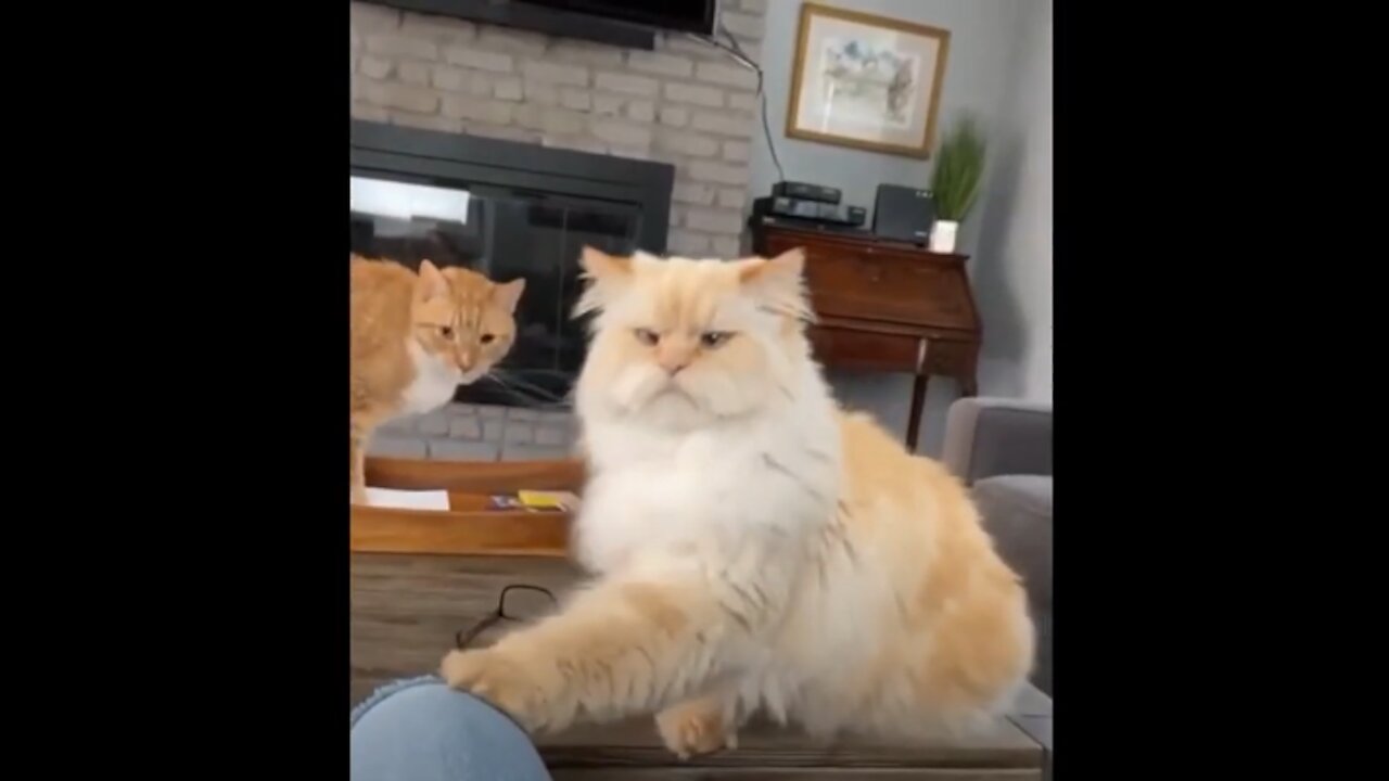 This cat has a really interesting way of begging for treats from their owner