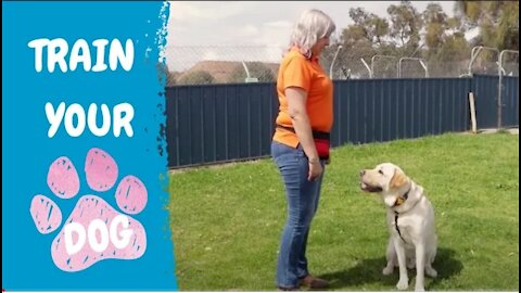 Dog training easy and fast | step by step