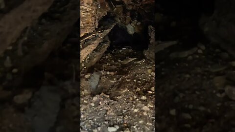 #asmr Dry, crunchy leaves exploring a hole in a tree with my #goprohero10black #asmrsounds