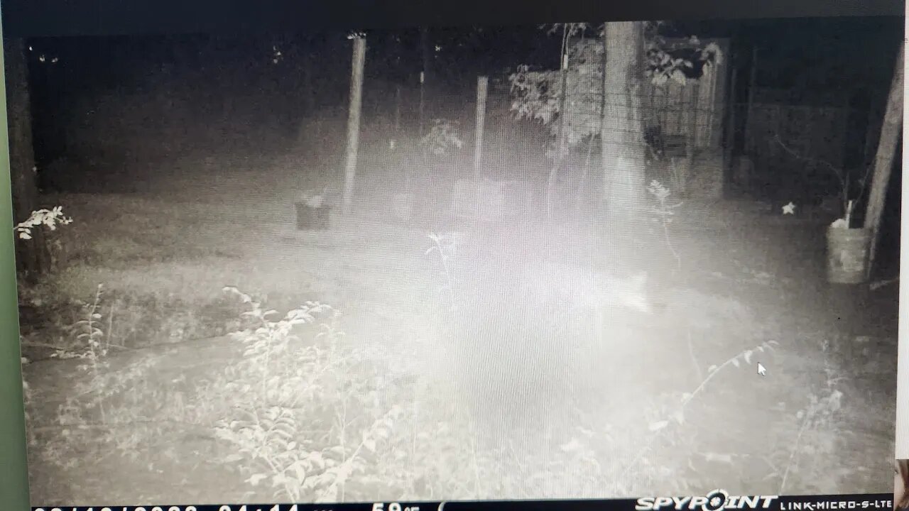 UPDATE: Turkey attack and arrest steming from... #farmstead #turkey #coyote