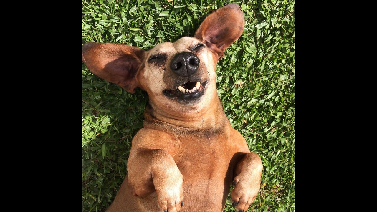Funny dog