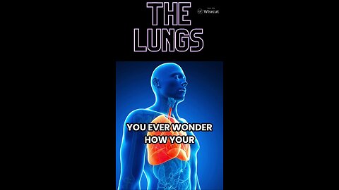 SkillSnacks: The Lungs