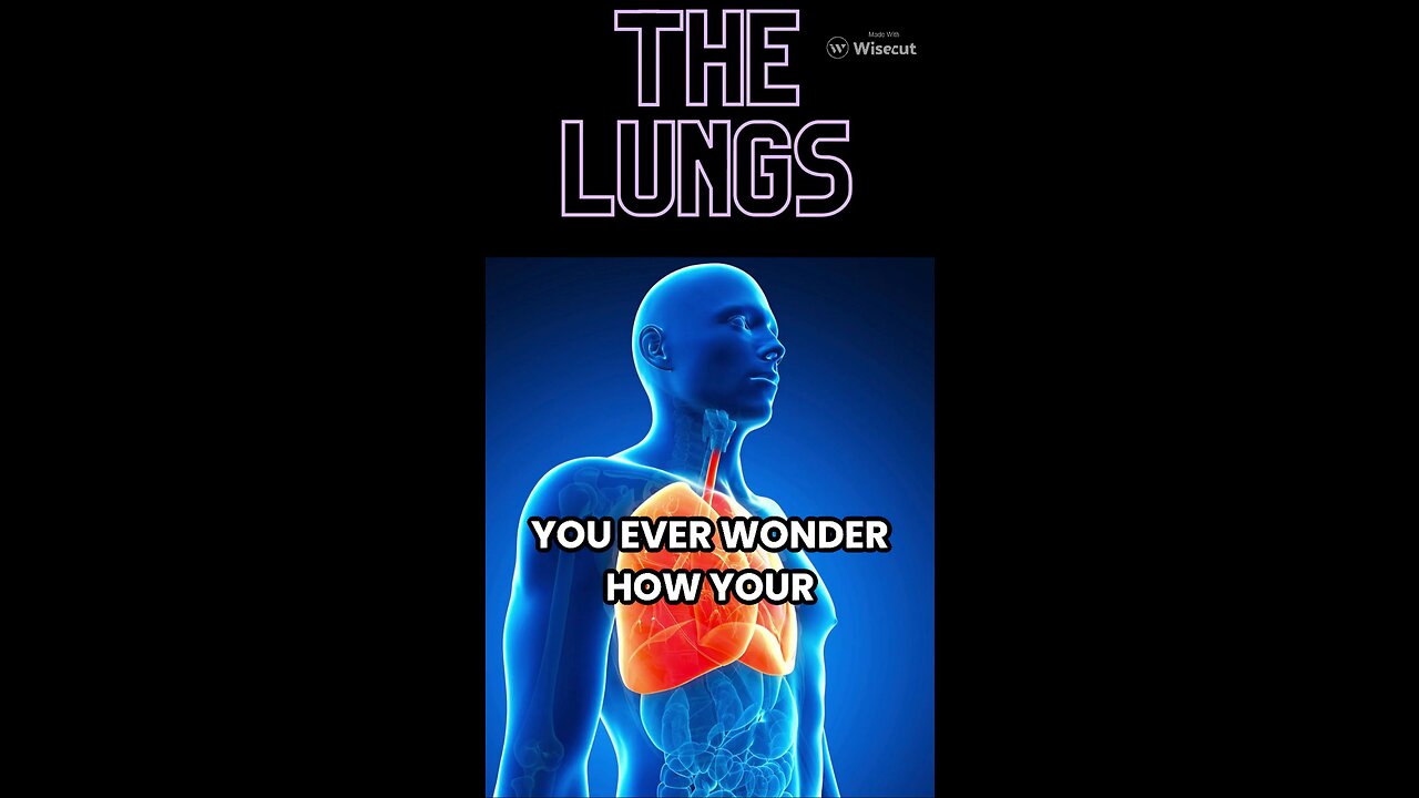 SkillSnacks: The Lungs