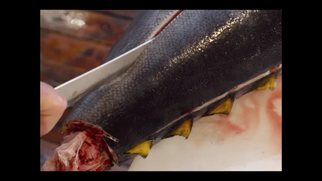 Cleaning A Big Tuna