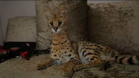 野生の猫をペットとして飼う家族