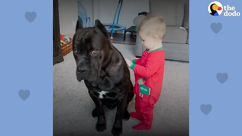 Baby Grows Up With His 125-Pound Dog _ The Dodo Soulmates