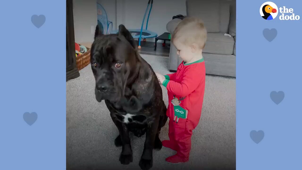 Baby Grows Up With His 125-Pound Dog _ The Dodo Soulmates