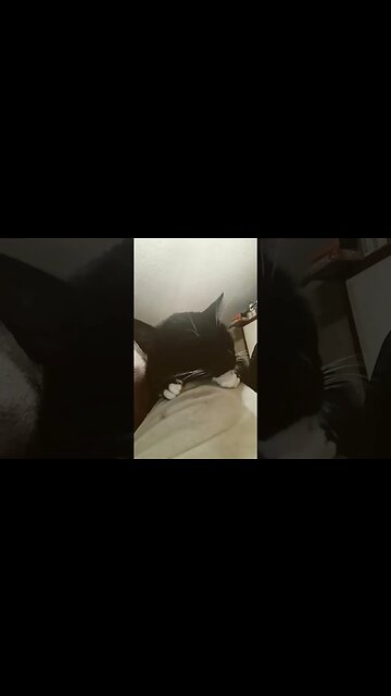 Kitty sleeps #shortsfeed #kitten #shortsvideo #kittycat #kitty #youtubeshorts #cutekitty #cat