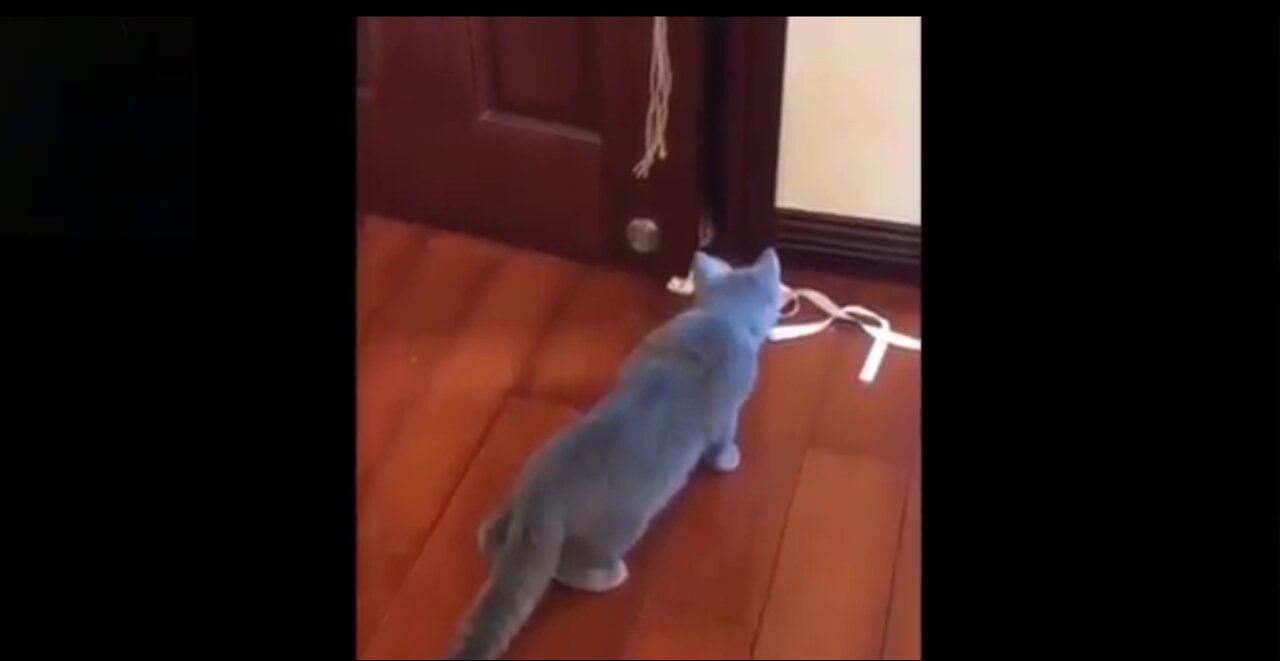 Cat Opens Door And Finds Something Surprising REALLY FUNNY