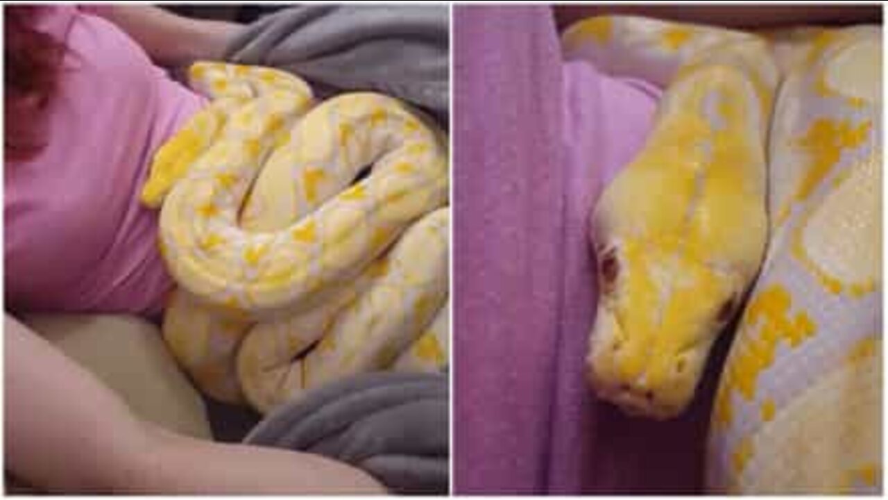 Pet snake takes a nap with its owner