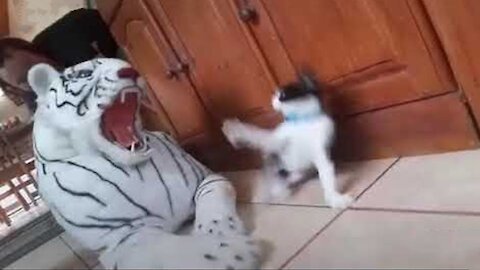 Funny Cat Reaction - Funniest Animals Compilation