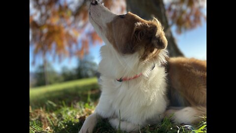 Pearl may be blind & deaf, but she will track me down!
