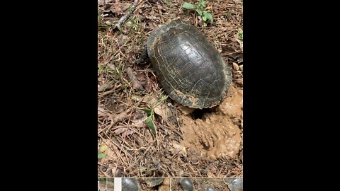 Slider turtle laying it’s eggs