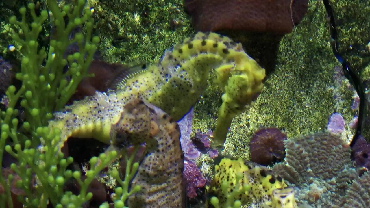 Seahorses Video