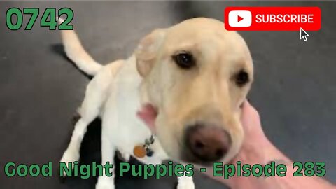 [0742] GOOD NIGHT PUPPIES - EPISODE 283 [#dogs #doggos #doggies #puppies #dogdaycare]