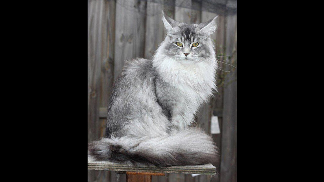 Funny maine coon playing