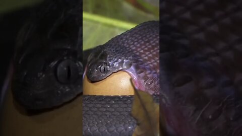 Snake 🐍 swallowed the whole egg 🥚😲