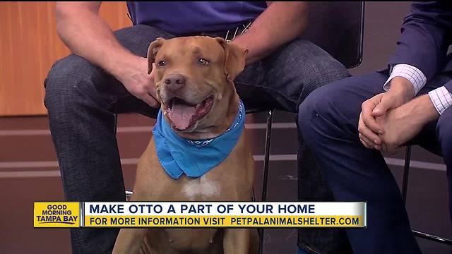 Pet of the week: 4-year-old Otto loves to sniff out interesting things on his afternoon walks